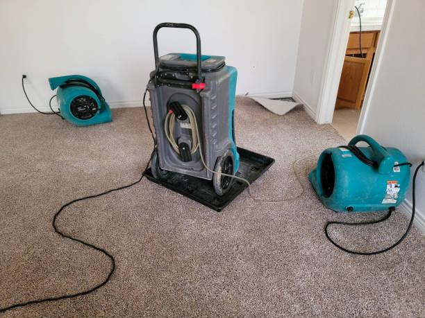 Best Basement water damage restoration  in Forest, VA